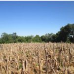 127-F Finca San Jorge