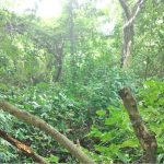75-B Santa Rosa, Sesori[47]