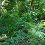 Finca El Recuerdo, lote 4A