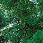 Finca El Recuerdo, lote 4B