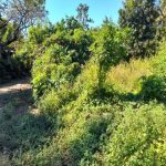 Lotificación el paraíso II, lote 19, pol B