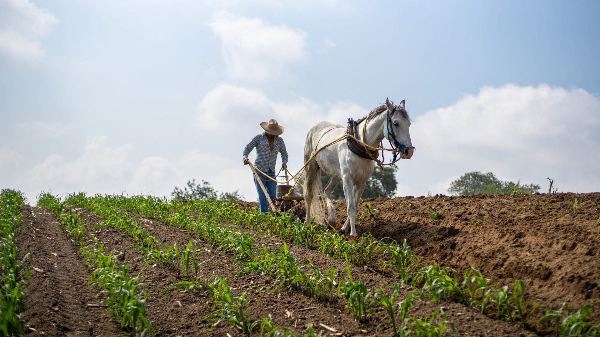 Agricultor sembrando maíz con arado tradicional y caballo