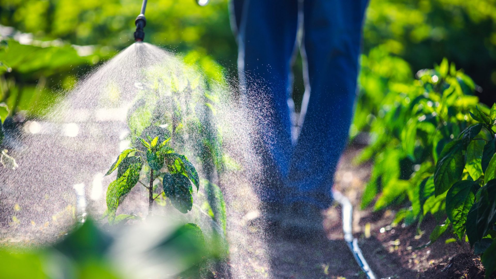 Farmer spraying vegetable green plants in the garden with herbicides, pesticides or insecticides.