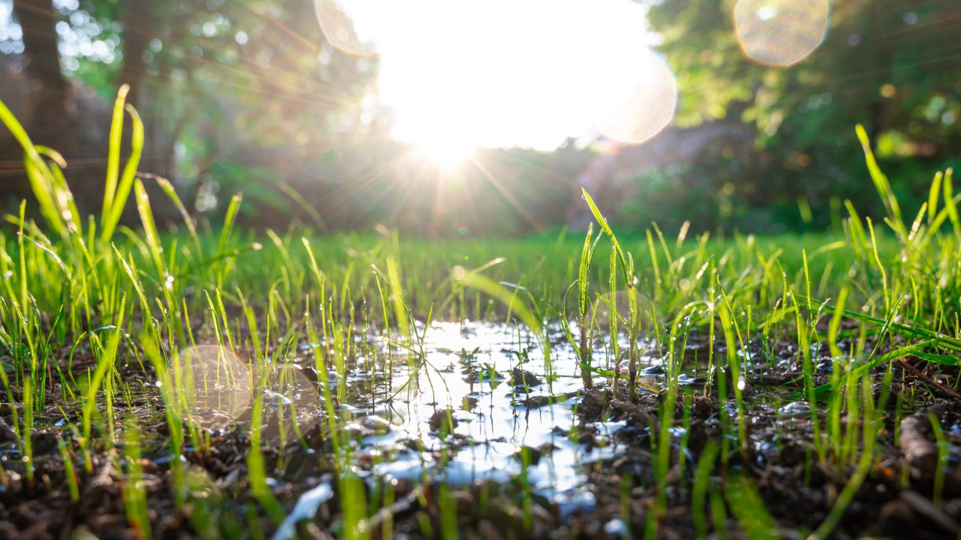 Too much water on a turf of new grass.