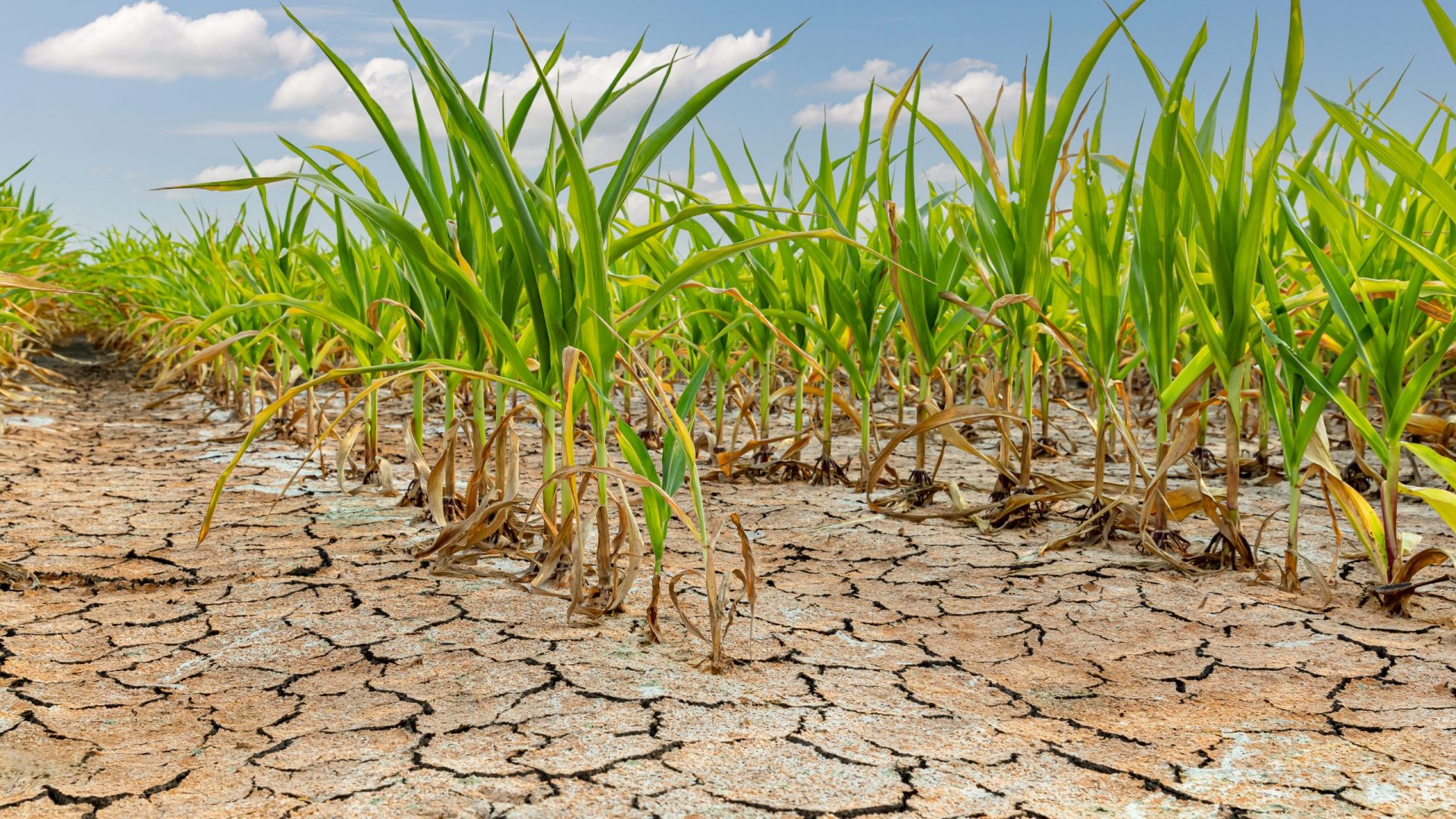 Cornfield with corn crop damage and cracked soil. Weather drought and flooding concept.