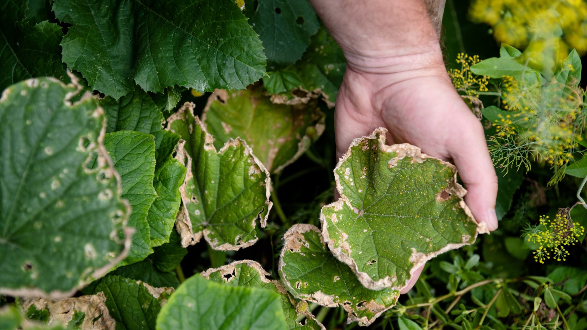 Beds care. Horticulture crops. Cucumber leaf affected by diseases or pests in garden or greenhouse. Lack of trace elements and macronutrients